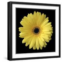 Yellow Gerbera Daisy-Jim Christensen-Framed Photographic Print