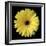 Yellow Gerbera Daisy-Jim Christensen-Framed Photographic Print