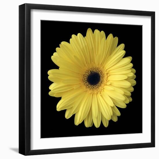 Yellow Gerbera Daisy-Jim Christensen-Framed Photographic Print