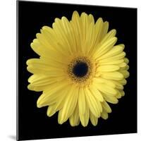 Yellow Gerbera Daisy-Jim Christensen-Mounted Photographic Print