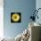 Yellow Gerbera Daisy-Jim Christensen-Mounted Photographic Print displayed on a wall