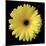 Yellow Gerbera Daisy-Jim Christensen-Mounted Photographic Print