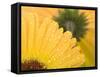 Yellow Gerbera with Drops of Water-Chris Schäfer-Framed Stretched Canvas