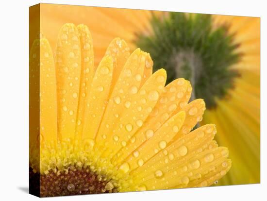 Yellow Gerbera with Drops of Water-Chris Schäfer-Stretched Canvas