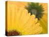 Yellow Gerbera with Drops of Water-Chris Schäfer-Stretched Canvas