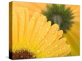 Yellow Gerbera with Drops of Water-Chris Schäfer-Stretched Canvas