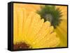 Yellow Gerbera with Drops of Water-Chris Schäfer-Framed Stretched Canvas