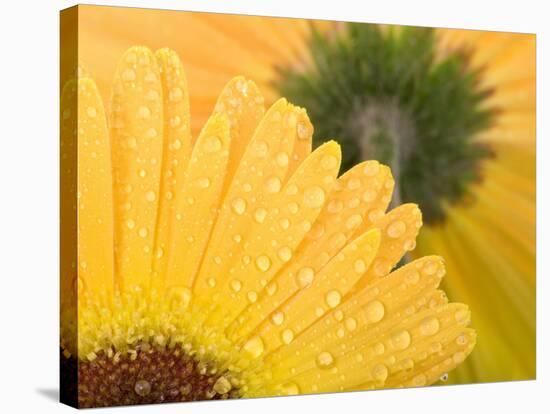 Yellow Gerbera with Drops of Water-Chris Schäfer-Stretched Canvas