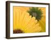 Yellow Gerbera with Drops of Water-Chris Schäfer-Framed Photographic Print