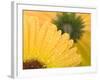 Yellow Gerbera with Drops of Water-Chris Schäfer-Framed Photographic Print