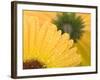 Yellow Gerbera with Drops of Water-Chris Schäfer-Framed Photographic Print