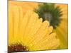 Yellow Gerbera with Drops of Water-Chris Schäfer-Mounted Photographic Print