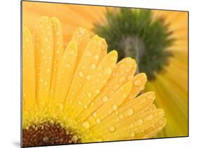 Yellow Gerbera with Drops of Water-Chris Schäfer-Mounted Photographic Print