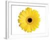 Yellow Gerbera-Christine Zalewski-Framed Art Print