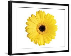 Yellow Gerbera-Christine Zalewski-Framed Art Print