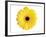 Yellow Gerbera-Christine Zalewski-Framed Art Print