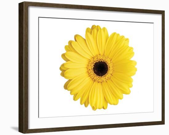 Yellow Gerbera-Christine Zalewski-Framed Art Print