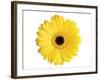 Yellow Gerbera-Christine Zalewski-Framed Art Print