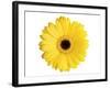 Yellow Gerbera-Christine Zalewski-Framed Art Print