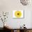 Yellow Gerbera-Christine Zalewski-Mounted Art Print displayed on a wall