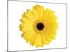 Yellow Gerbera-Christine Zalewski-Mounted Art Print