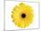 Yellow Gerbera-Christine Zalewski-Mounted Art Print