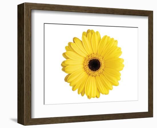 Yellow Gerbera-Christine Zalewski-Framed Art Print