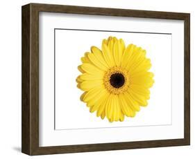 Yellow Gerbera-Christine Zalewski-Framed Art Print