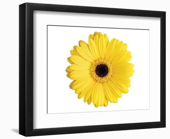 Yellow Gerbera-Christine Zalewski-Framed Art Print