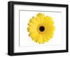 Yellow Gerbera-Christine Zalewski-Framed Art Print