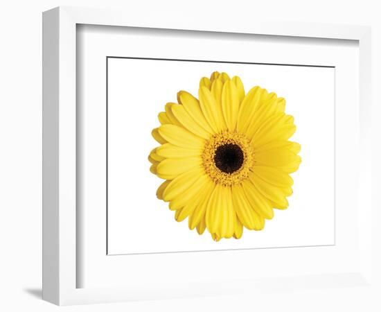 Yellow Gerbera-Christine Zalewski-Framed Art Print