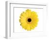 Yellow Gerbera-Christine Zalewski-Framed Art Print