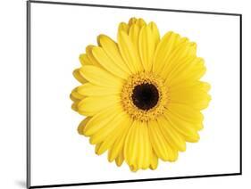 Yellow Gerbera-Christine Zalewski-Mounted Art Print