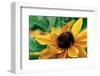 Yellow Gerbera-null-Framed Art Print