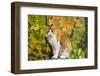 Yellow (Ginger) Cat in Autumn, Ledyard, Connecticut, USA-Lynn M^ Stone-Framed Photographic Print