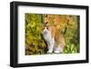 Yellow (Ginger) Cat in Autumn, Ledyard, Connecticut, USA-Lynn M^ Stone-Framed Photographic Print
