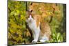 Yellow (Ginger) Cat in Autumn, Ledyard, Connecticut, USA-Lynn M^ Stone-Mounted Photographic Print