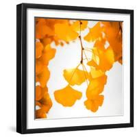 Yellow Ginkgo in Autumn-Philippe Sainte-Laudy-Framed Premium Photographic Print