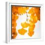 Yellow Ginkgo in Autumn-Philippe Sainte-Laudy-Framed Premium Photographic Print