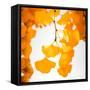 Yellow Ginkgo in Autumn-Philippe Sainte-Laudy-Framed Stretched Canvas
