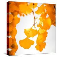 Yellow Ginkgo in Autumn-Philippe Sainte-Laudy-Stretched Canvas