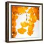 Yellow Ginkgo in Autumn-Philippe Sainte-Laudy-Framed Photographic Print