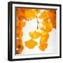 Yellow Ginkgo in Autumn-Philippe Sainte-Laudy-Framed Photographic Print