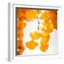 Yellow Ginkgo in Autumn-Philippe Sainte-Laudy-Framed Photographic Print