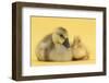 Yellow Gosling and Duckling on Yellow Background-Mark Taylor-Framed Photographic Print