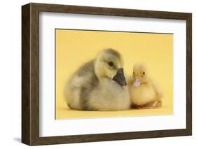 Yellow Gosling and Duckling on Yellow Background-Mark Taylor-Framed Photographic Print