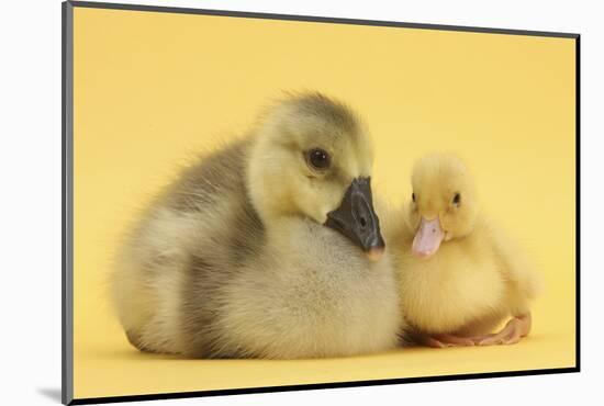Yellow Gosling and Duckling on Yellow Background-Mark Taylor-Mounted Photographic Print