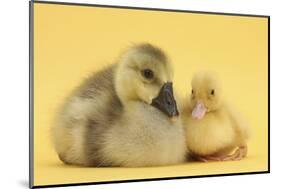 Yellow Gosling and Duckling on Yellow Background-Mark Taylor-Mounted Photographic Print