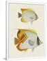 Gramercy White