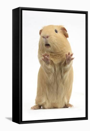 Yellow Guinea Pig Standing Up And Squeaking, Against White Background-Mark Taylor-Framed Stretched Canvas